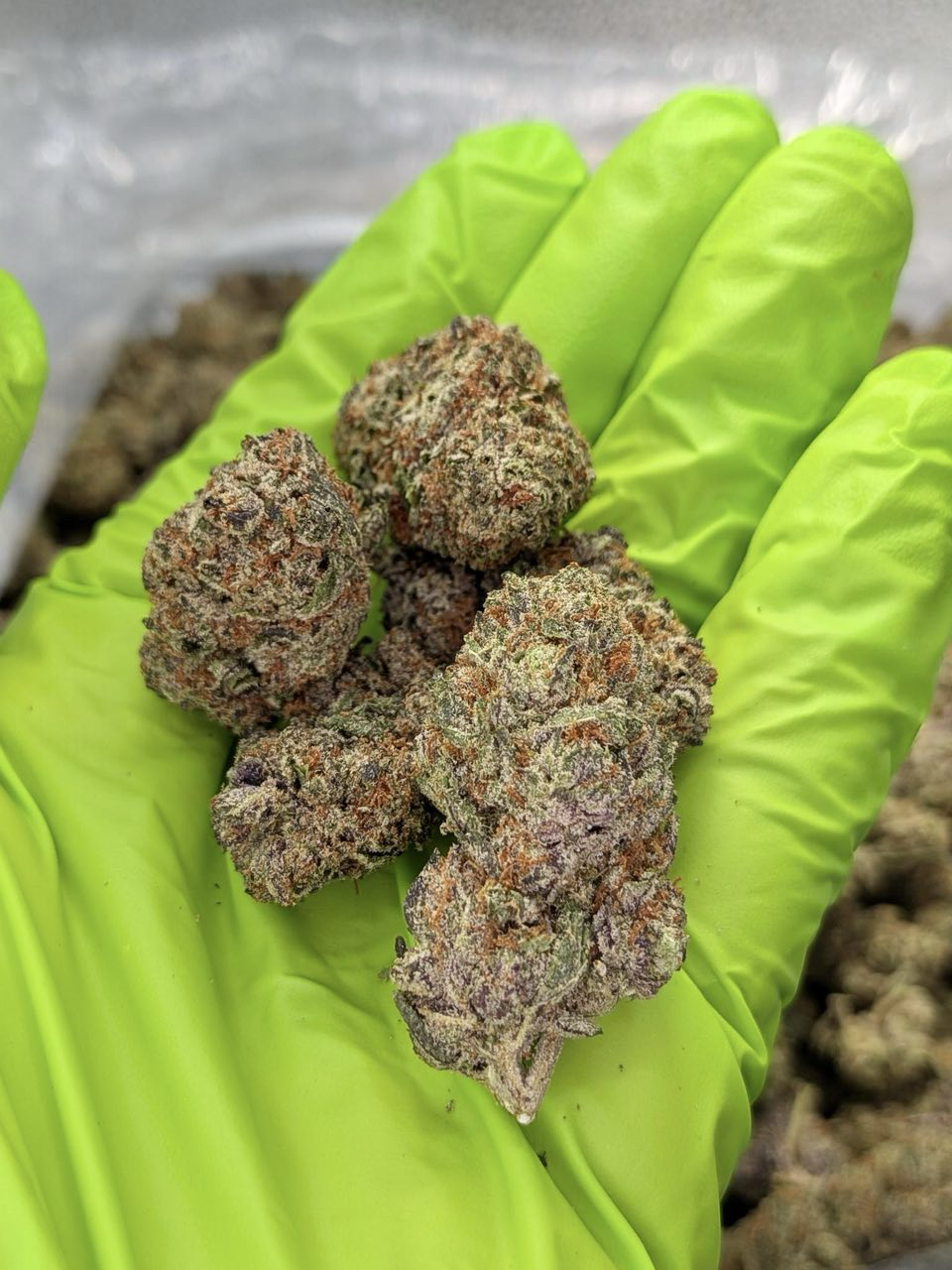 Black Widow strain